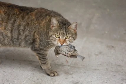 feral cats 1