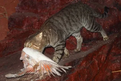 feral cats 4