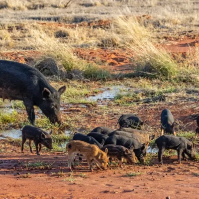 feral pigs
