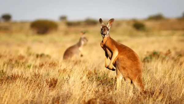 Kangaroo in a paddock