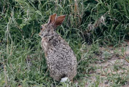 rabbits 1