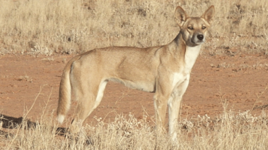 wild dog fi
