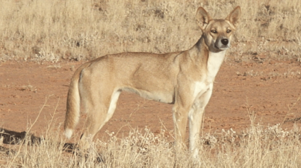 wild dog fi