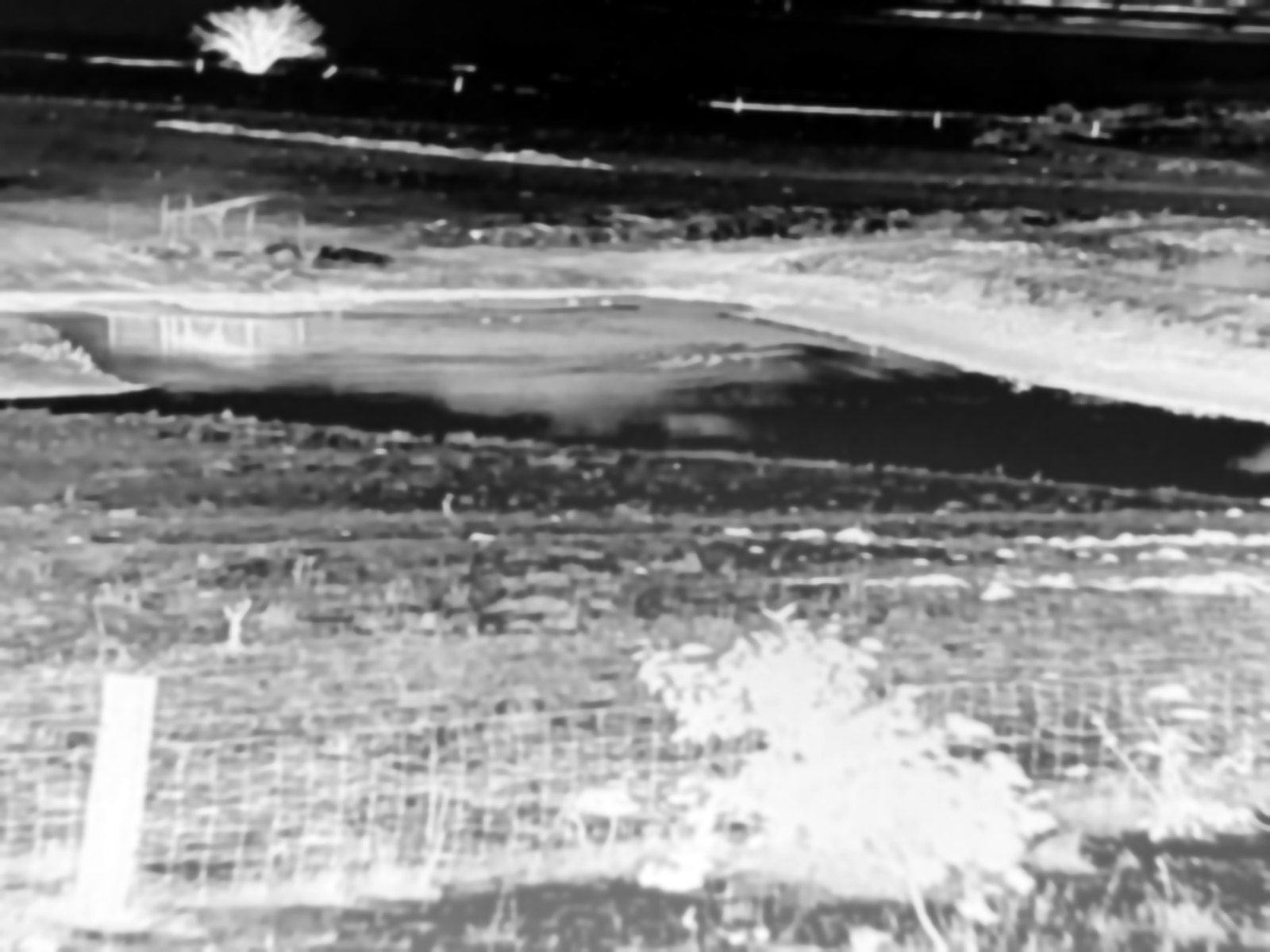 Thermal view of a dam and paddock from the Feral Pro